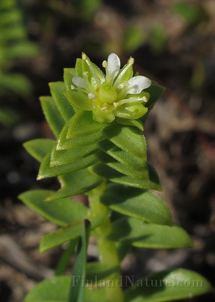 IMG_0524.JPG