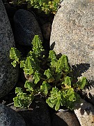 IMG_0519