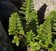 IMG_0520