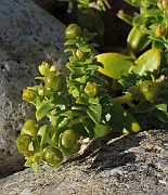 IMG_0521