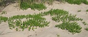 IMG_0561
