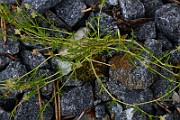 IMG_1548