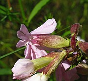 IMG_3966