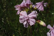 IMG_3968