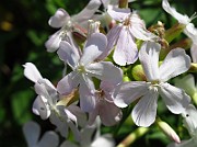 IMG_3978