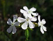 IMG_3979