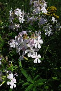 IMG_3981