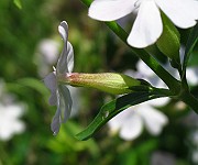 IMG_3982