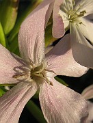 IMG_4784