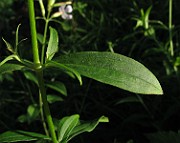 IMG_4785