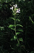 IMG_4786