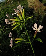 IMG_4787