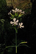 IMG_4790
