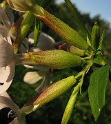 IMG_4791