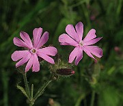 IMG_3701