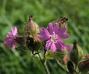 IMG_4443