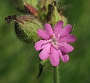 IMG_4446