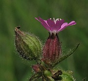 IMG_4447