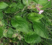 IMG_4448b
