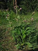 IMG_4455