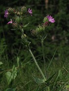IMG_4456