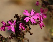 IMG_6252