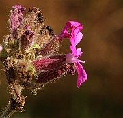 IMG_6254