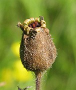 IMG_6979