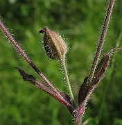 IMG_6980