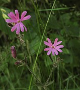 IMG_6981