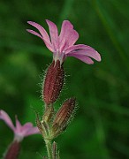 IMG_6983