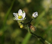IMG_2016