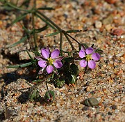 IMG_6247