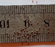 IMG_6329