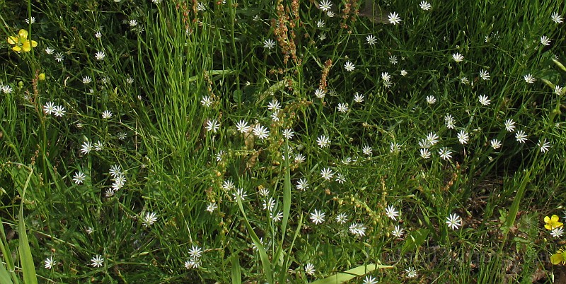 Stellaria_graminea0.jpg