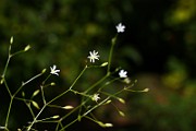 IMG_1723