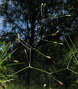IMG_4247