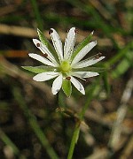 IMG_4254