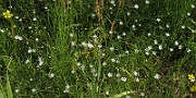 Stellaria_graminea0