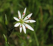 Stellaria_graminea1