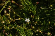 IMG_6010