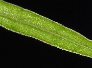 IMG_9601