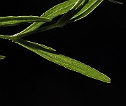 IMG_9603