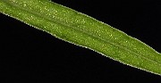 IMG_9604