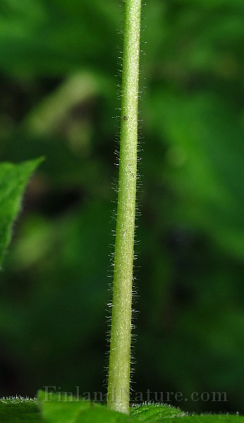 IMG_2858.JPG