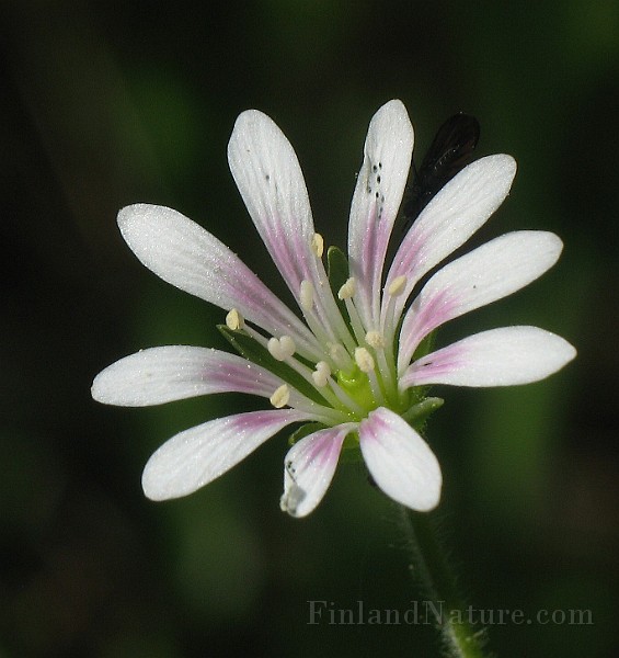 Stellaria_nemorum3.jpg