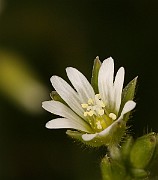 IMG_0436