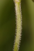 IMG_0438