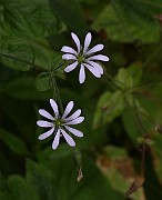 IMG_0538