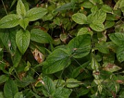 IMG_0539